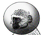 poopyjoe's profile picture. Taken Too Soon.