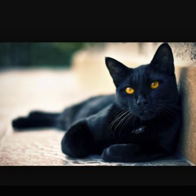 Name:ivyleaf...dec:black tom with green eyes.mom:@Poseypelt mate:jewelheart clan:mooncan shy/sweet/moons:62 tom* mate ❤️@Slashingpaws❤️kits:no
