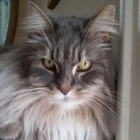 heather patterson (@pattersonheat1) 's Twitter Profile