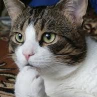 dog_cat_dog1's profile picture. 犬が大好き！　猫が大好き！　そんな人に毎日かわいい写真をお届けしますw