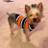 tripodpup's profile image