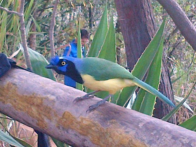 Amo a Dios. De Colores