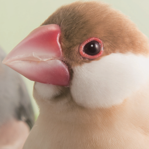 allbirds_jp's profile picture. 2015年１月号から発行しておりました愛鳥専門誌『ALL BiRDS』ですが、2016年10月号をもちまして休刊致しました（在庫のあるバックナンバーは販売しております）。応援していただいた皆さまには心より感謝申し上げます。酉年を迎えられなかったことが心残りですが、皆さまと愛鳥さまにとって酉年が幸多い年になりますように！