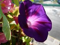Nature, music, art, lifelong learner