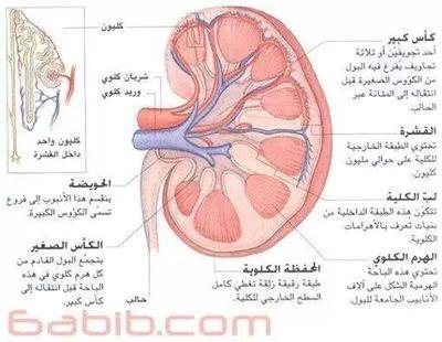 سوريا_حلب_اعزاز00905455214932