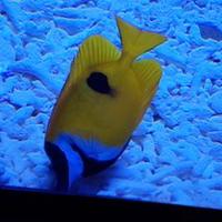 ay (@005a3f3f8d974a9) 's Twitter Profile