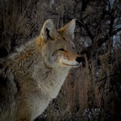 I have been traveling the back roads of Montana, Wyoming, Idaho and Utah capturing the beauty and wildlife of this great country.
