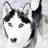 inu_mata's profile image