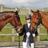 infoQdhorses's profile image