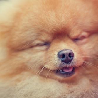 DogBarkbarkbark's profile picture. bark bark bark bark bark