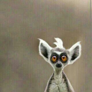 MohmdDaood's profile picture. 