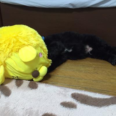 ＦＸ初心者。徹底的に追求します！元金３０万円を・・・。レッドビーは日の丸～ピントまで。水槽数15～25本をキープ。18リットルを選別用。90ｃｍを大量生産用。何気にアクアリウムがうまくいかずに悩んでいる。
