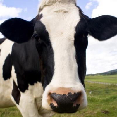 loose cow in pennsylvania