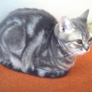 いとま タオル回しのコツ的なものを マフラータオル持ってる人は端の方を結ぶと 結び目が重りになって遠心力で回しやすくなります でも 全体が長いから握るのは真ん中くらいで これ 以前のツアーでタオル回す二人を見てたら結んでたので真似したん