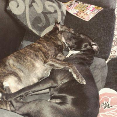 my dogs