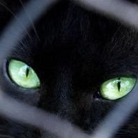 Yu.ma. (@blackcherrycat_) 's Twitter Profile
