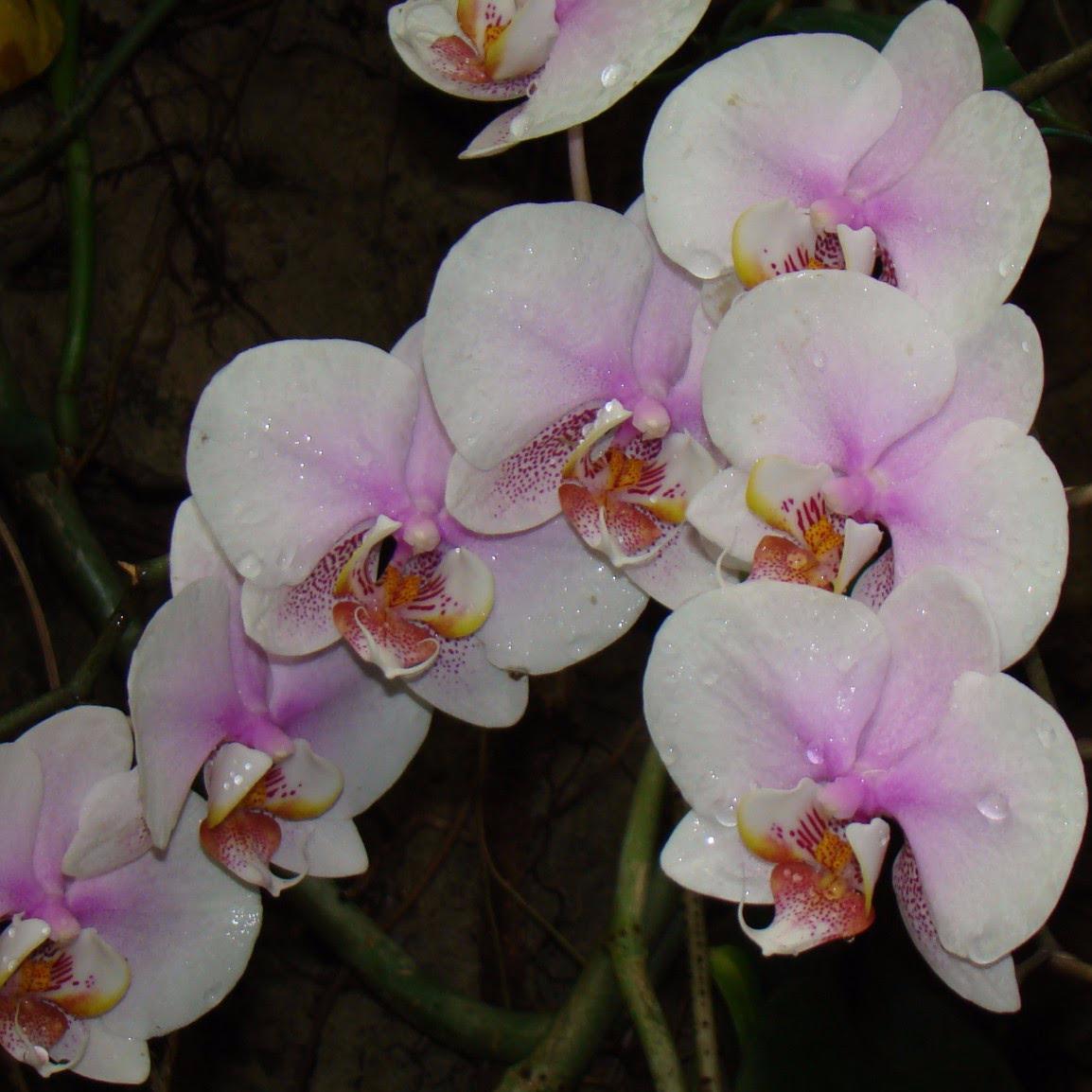 ArcaneHens's profile picture. 