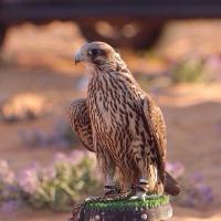 احمد العنزي (@111thamir) Twitter profile photo