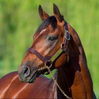 Sunrise Stallions (@sunrisestallion) 's Twitter Profile