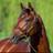 SunriseStallion's profile image