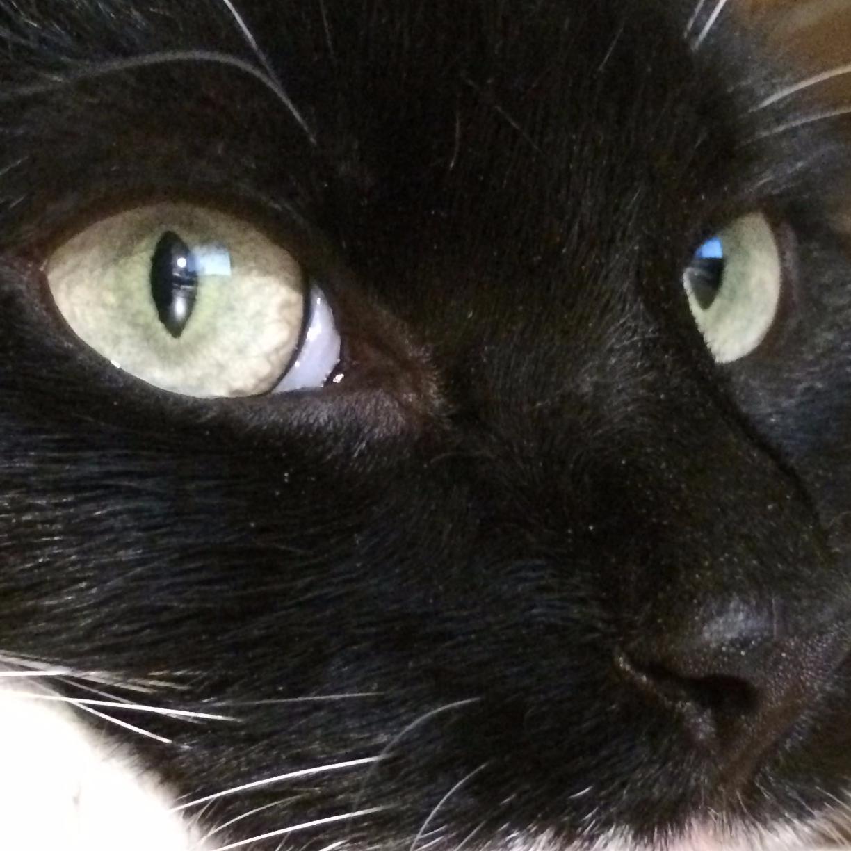 PaulCooperUK's profile picture. Photographer @BaileyCooper, husband, dad & vegetarian - but not always in that order.