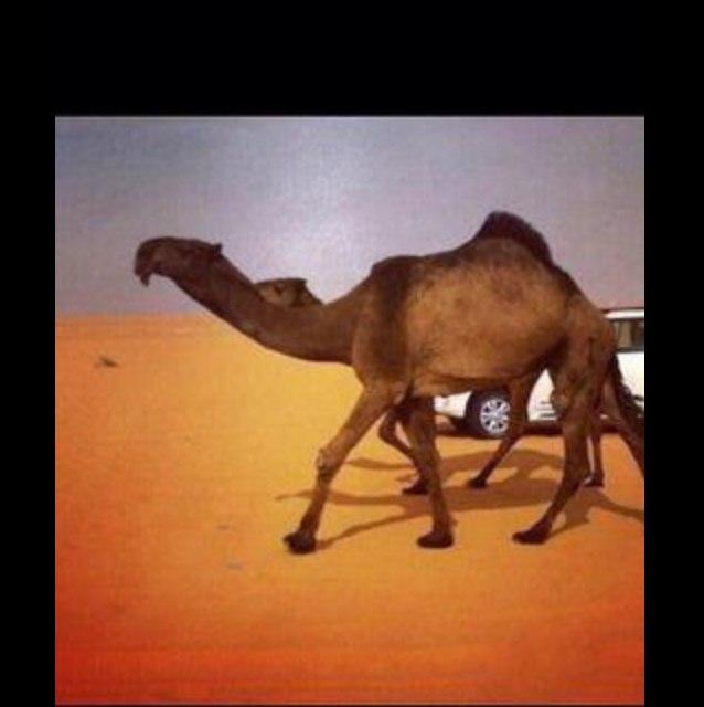 هذا الحساب لكم وهو الاول من نوعه ويختص لون الصفر والشعل واخر صفقاته واعلومه وبدون تواصلكم لن استطيع اتمام واجباتي