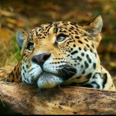 Daily_animalpic's profile picture. Pictures of animals. I don't own anything. Hope you like the photos!