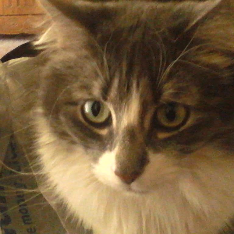 I was found on the street meowing to mommy's friend. I really like her because she found me and then she found mommy.