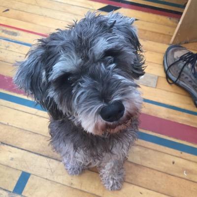 1tinyschnauzer's profile picture. I love food, chasing the cat, food, sitting on shoulders, frolicking, and food!