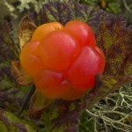 MulteMusic's profile picture. Exploring the roots, shoot & fruits of Scandinavian & Nordic traditions. I eat lutefisk. Deal with it. 🇩🇰🇫🇮🇮🇸🇳🇴🇸🇪
Also  🇨🇦🇺🇸