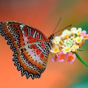 samproject0's profile picture. 