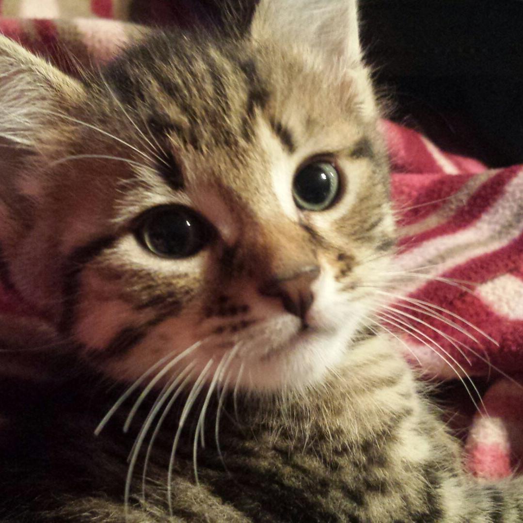 lalezmack14's profile picture. 