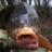 GirlvCarp's profile image