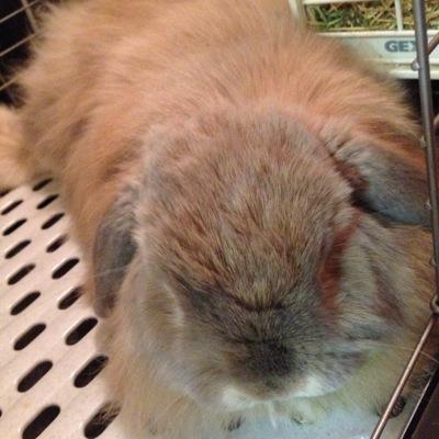 プライベートアカウントです。日中は生物系の基礎研究のお仕事を、家ではウサギとスッポンと戯れています。フォロワーさんはリアルな知り合い限定です。