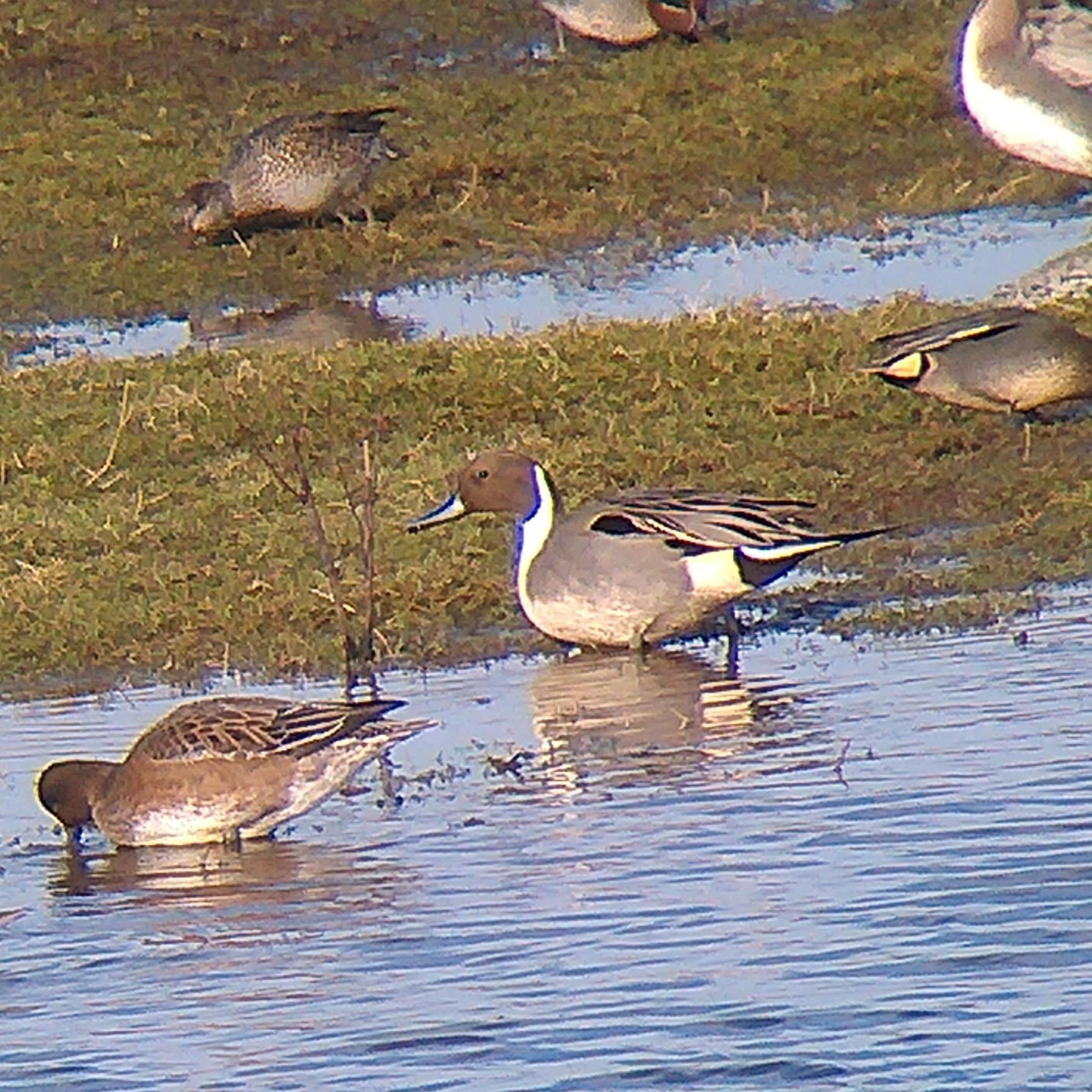 Usual habitat is North Yorkshire but is known to migrate to Teeside periodically