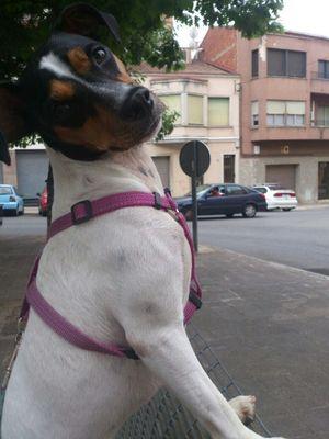 Lunatica_90l's profile picture. o aprendes a querer la espina o no aceptes rosas.. *C*~