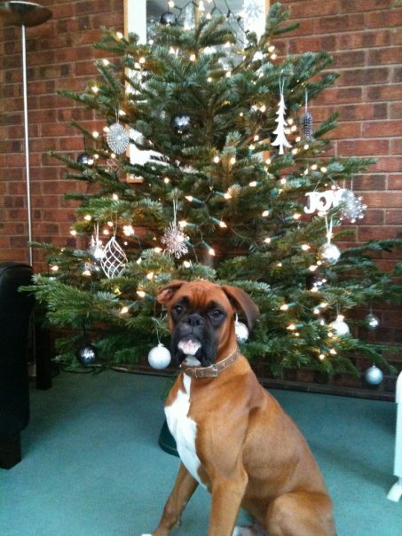 HarveyTheBoxer