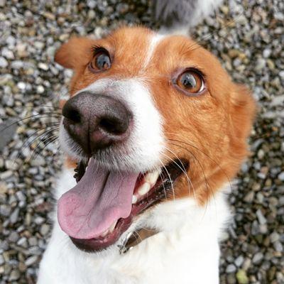 puppies for rehoming dogs for rehoming dellytotsdogs puppies for rehoming dogs for rehoming dellytotsdogs