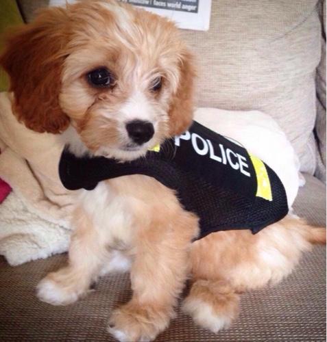 kirtsymuir's profile picture. A person who, when little, dreamt of being a Police Officer, SAS member or Fighter Pilot but ended up in an office. Now uses that imagination in Am-Dram