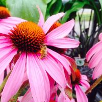 Figaro's Garden (@figarosgarden) 's Twitter Profile Photo