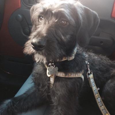Midwesterner living in the South, Beach lover, Schnoodle mom