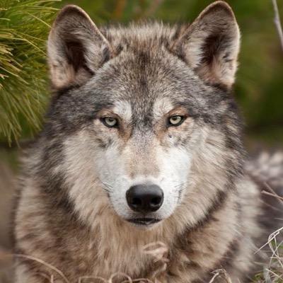 ferradamauricio's profile picture. Independiente, Cruzado, Diestro y TrailRunner.