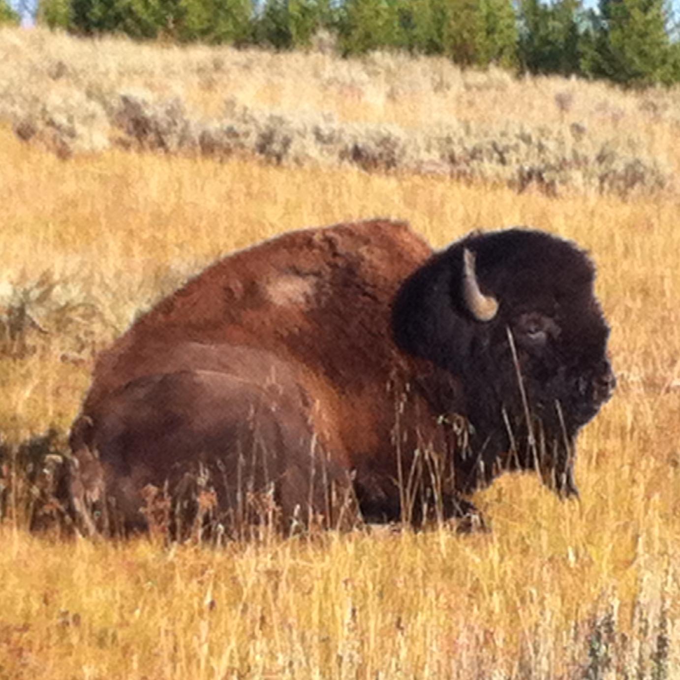 whothatcake's profile picture. 