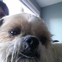 Sherry Hastings (@littleonesherry) Twitter profile photo