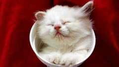 kyamamoto189931's profile picture. こんにちは！よろしくお願いします。