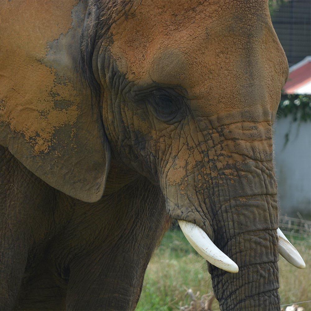 Account in support of retiring the African elephant, Asha, from the Natural Bridge Zoo in Virginia, #1 Worst Zoo for Elephants in 2014.