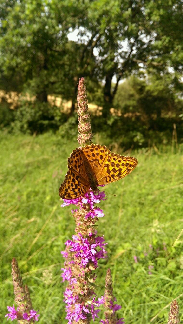Ecologist providing consultancy services and biodiversity training.