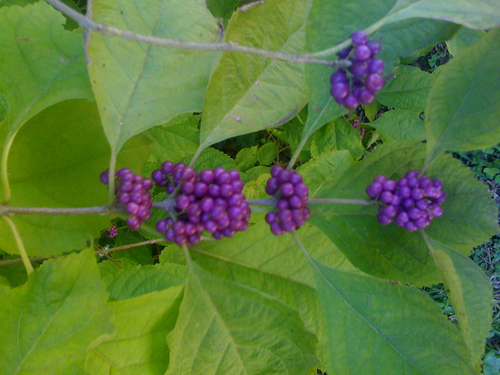 Former NYC fashion stylist now living in Austin, TX. Passionate about gardening, design, craft, DIY, science, politics and the well-being of our planet.