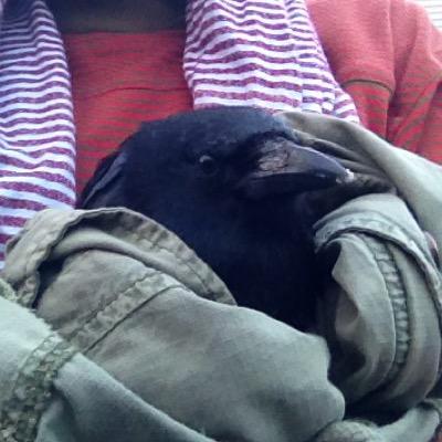 sbacheller's profile picture. eh