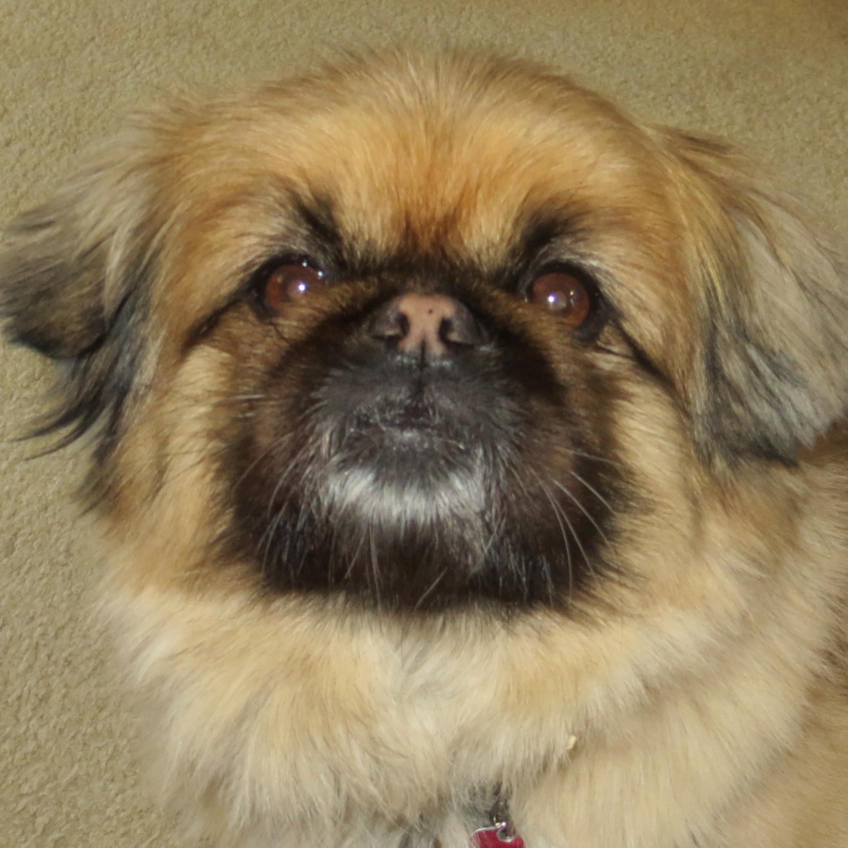 Fabdoggie's profile picture. 